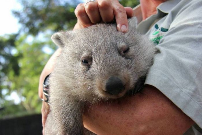 Wombat Chloe Learns To Live With Humans (8 pics)