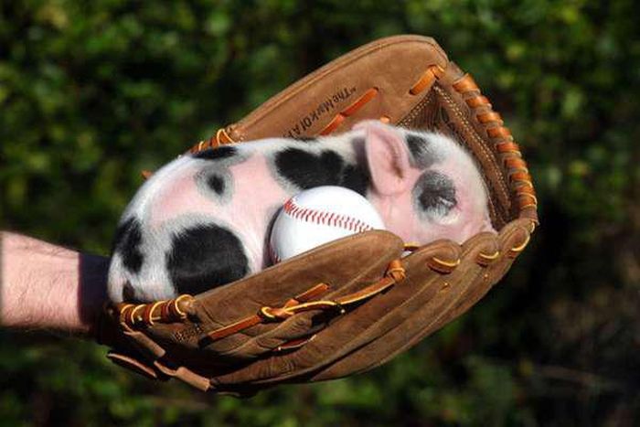Proof That Pigs Make The Coolest Pets (35 pics)