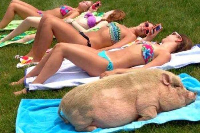 Proof That Pigs Make The Coolest Pets (35 pics)