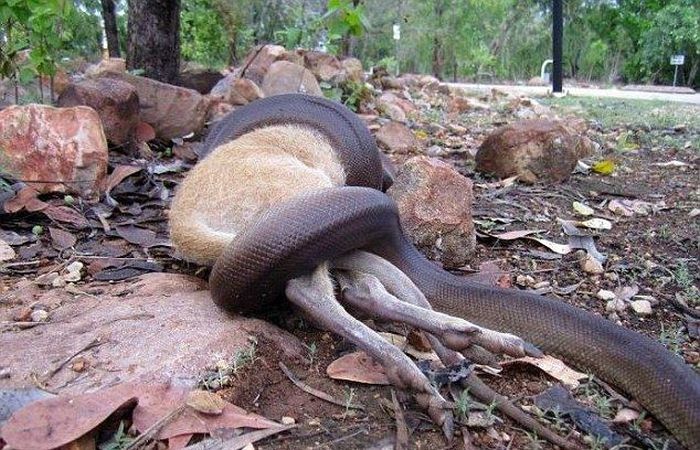 Python Swallows A Wallaby Whole (8 pics)