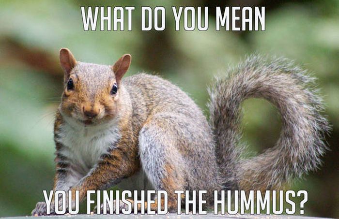 Sometimes Animals Make The Best Memes (23 pics)