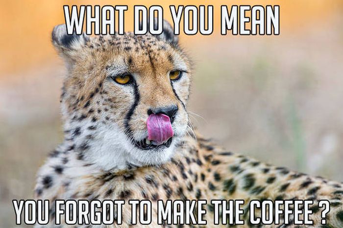 Sometimes Animals Make The Best Memes (23 pics)