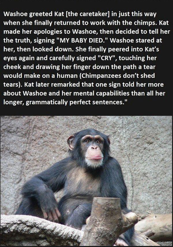 They Told This Chimp They Lost Her Baby, You Won't Believe Her Reaction (5 pics)