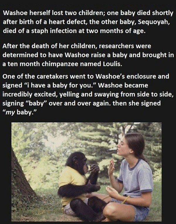 They Told This Chimp They Lost Her Baby, You Won't Believe Her Reaction (5 pics)