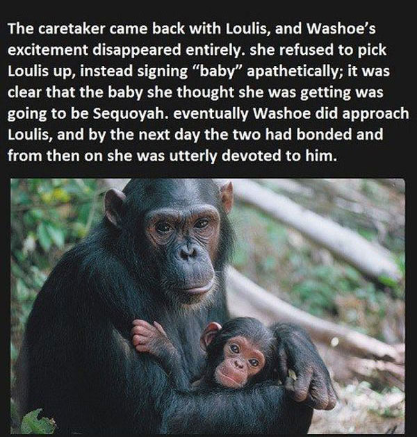 They Told This Chimp They Lost Her Baby, You Won't Believe Her Reaction (5 pics)