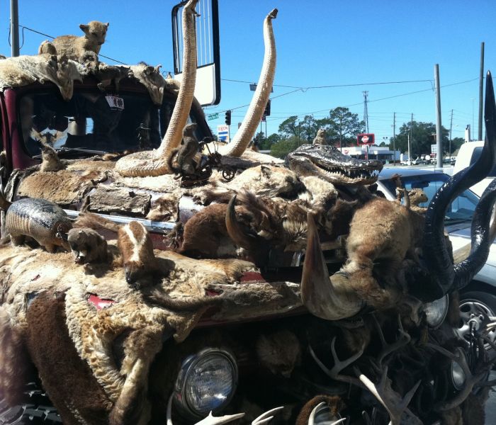 This Entire Truck Is Covered With Dead Animals (7 pics)