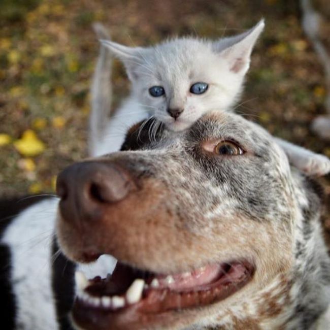 Acid Picdump (97 pics) Acid Picdump (97 pics)
