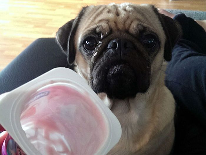 If You Have Food There's Got To Be A Pug Close By (17 pics)