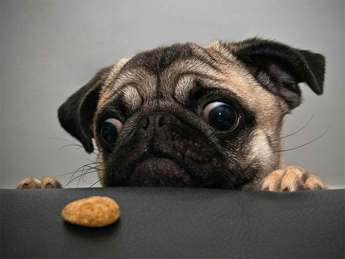 If You Have Food There's Got To Be A Pug Close By (17 pics)