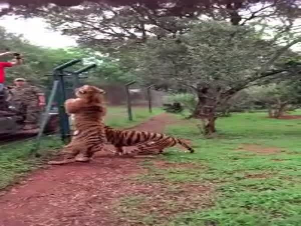 Jump Of A Tiger In South Africa