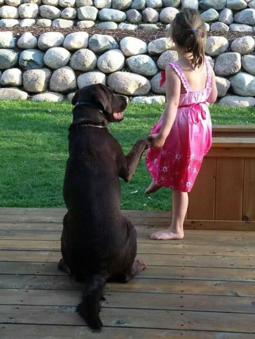 This Is Why Dogs Are Man’s Best Friend (22 pics)