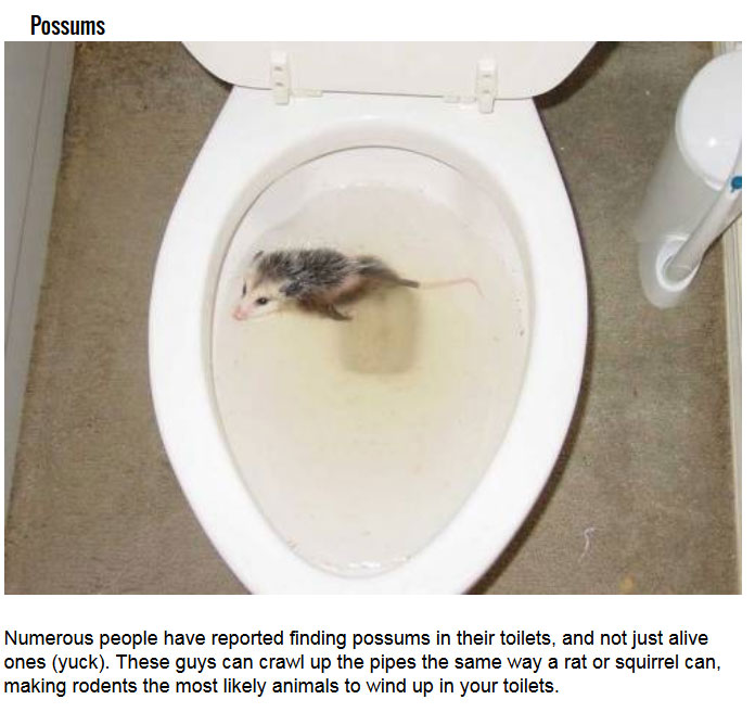 Creatures In A Toilet (7 pics)