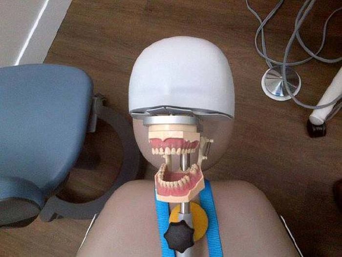 This Is What Dentists Use To Practice (14 pics)