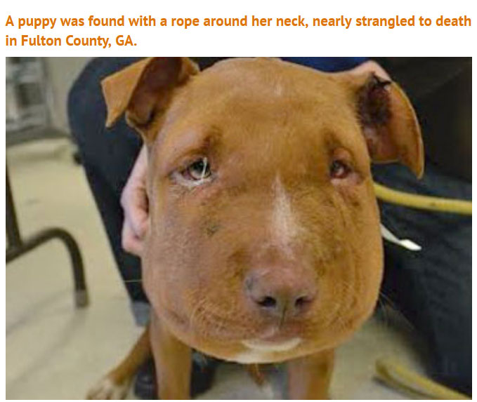 Someone Did Something Terrible To This Puppy, Luckily She Survived (5 pics)