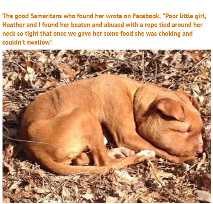 Someone Did Something Terrible To This Puppy, Luckily She Survived (5 pics)