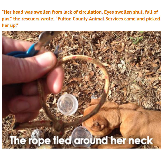 Someone Did Something Terrible To This Puppy, Luckily She Survived (5 pics)