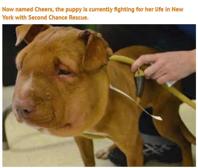 Someone Did Something Terrible To This Puppy, Luckily She Survived (5 pics)
