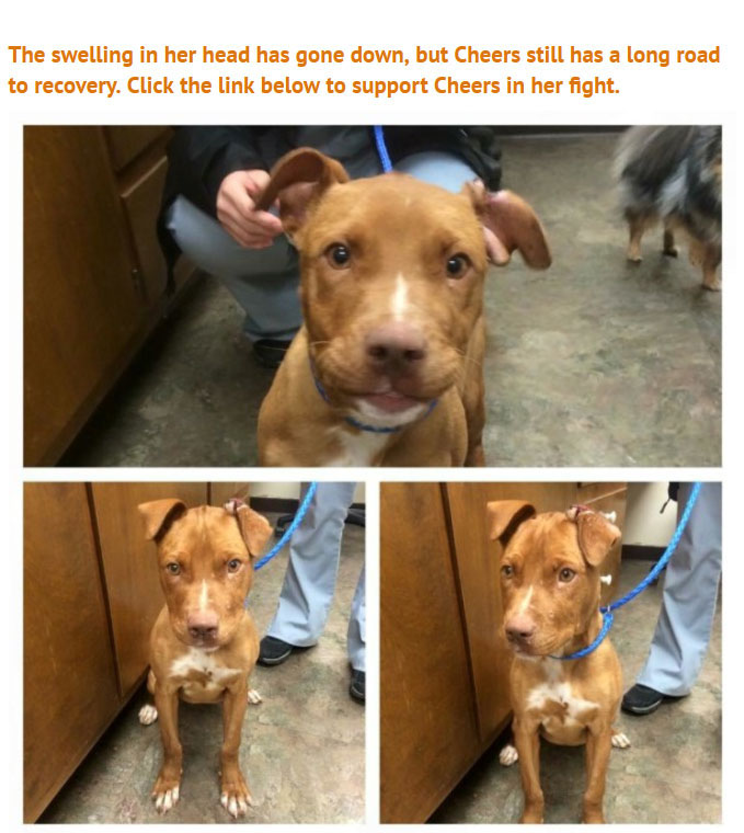 Someone Did Something Terrible To This Puppy, Luckily She Survived (5 pics)