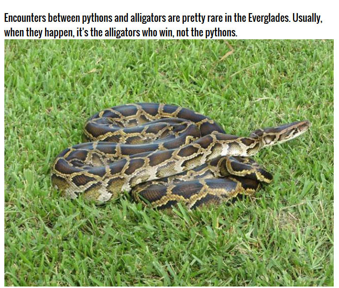 This Burmese Python Tried To Eat An Alligator But It Didn't End Well (3 pics)