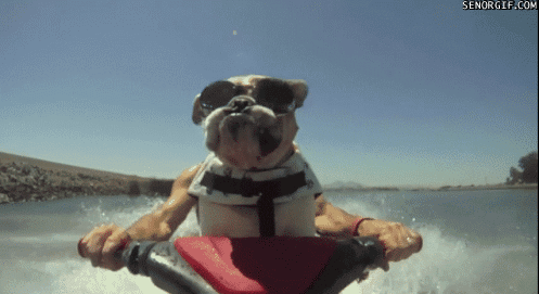 These GIFS Just Want You To Deal With It (32 gifs)