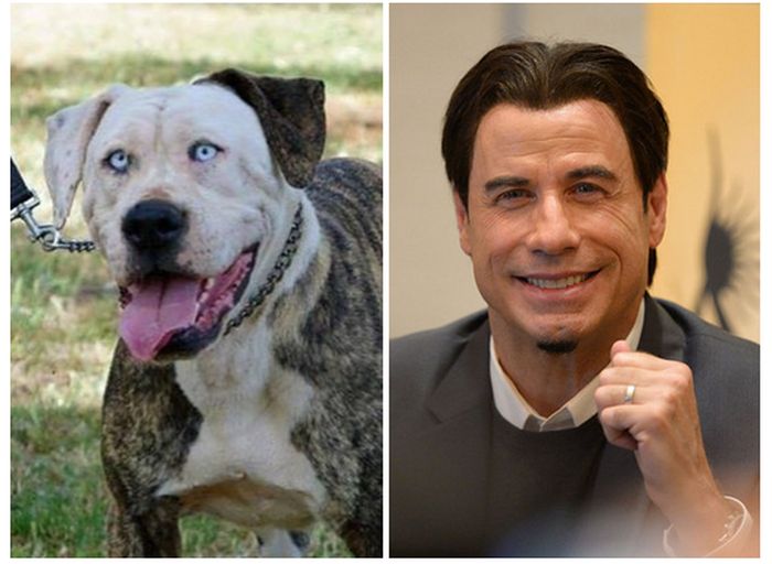 This Dog Looks Way Too Much Like John Travolta (2 pics)