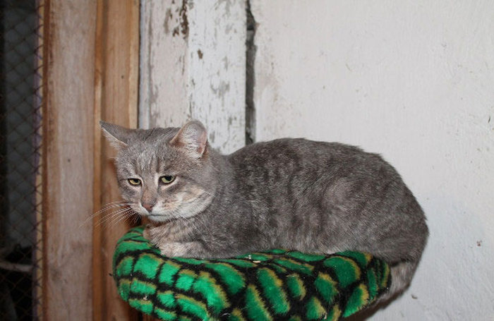 This Cat Makes A Sad Human Face, It's So Sad (4 pics)