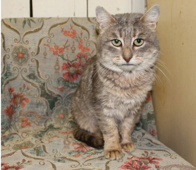 This Cat Makes A Sad Human Face, It's So Sad (4 pics)