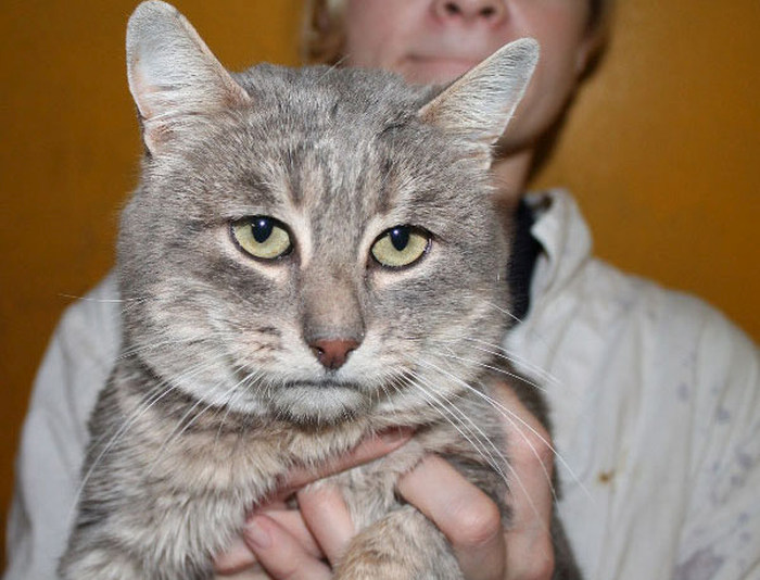 This Cat Makes A Sad Human Face, It's So Sad (4 pics)