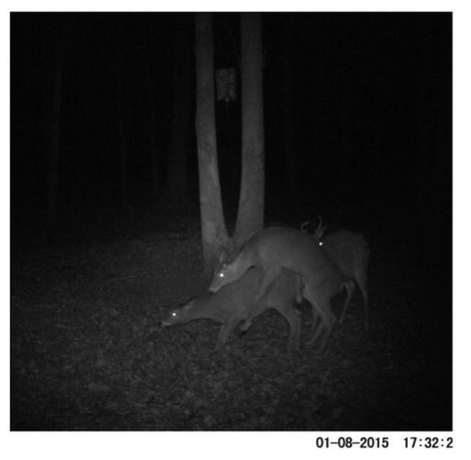 Deer Get Caught Doing It On Camera (4 pics)