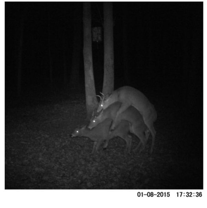 Deer Get Caught Doing It On Camera (4 pics)