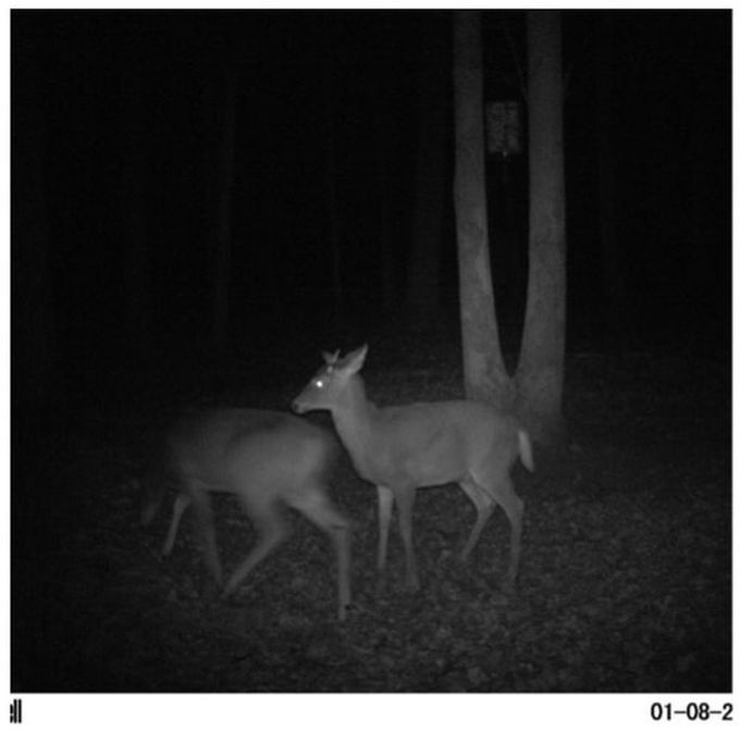 Deer Get Caught Doing It On Camera (4 pics)