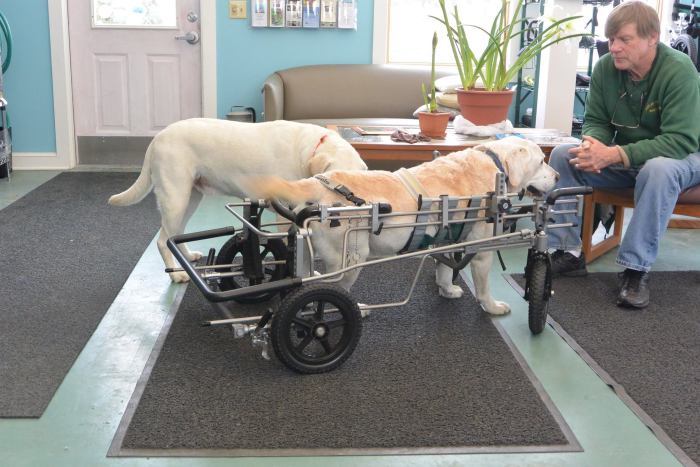 These Dogs In Wheelchairs Are The Cutest Thing You'll See Today (20 pics)