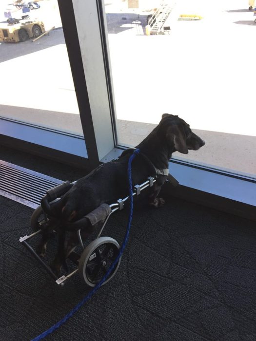 These Dogs In Wheelchairs Are The Cutest Thing You'll See Today (20 pics)