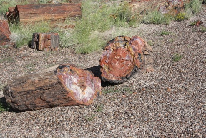 Welcome To The Petrified Forest (20 pics)