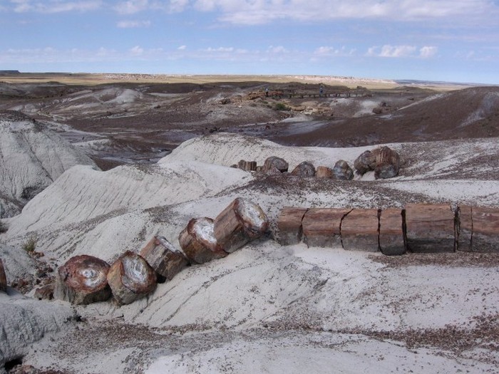Welcome To The Petrified Forest (20 pics)