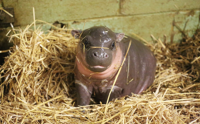 This Newborn Pygmy Hippo Is The Cutest Thing You'll See Today (10 pics)