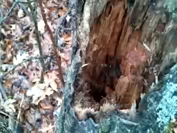 Ermine Inside A Tree