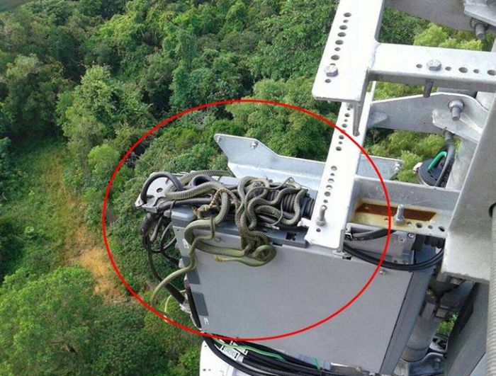 How The Hell Did These Snakes Get Up Here? (2 pics)