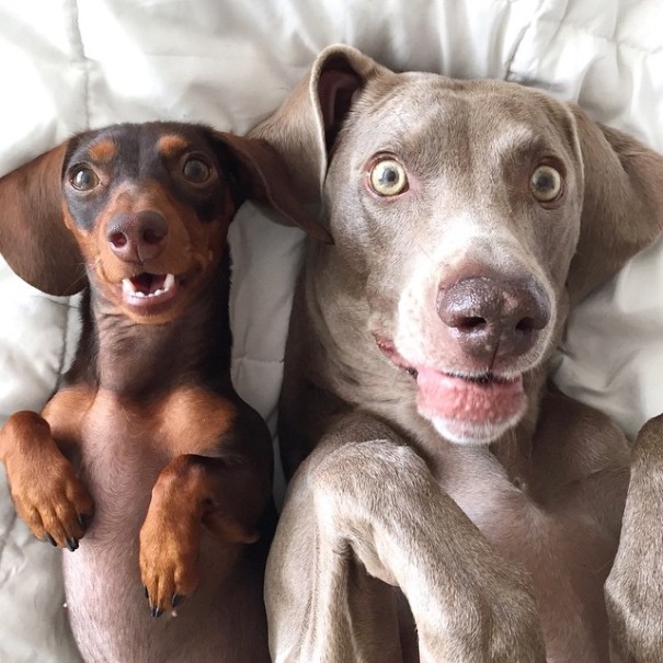 Harlow And Indiana Add A New Puppy To Their Doggie Duo (15 pics)