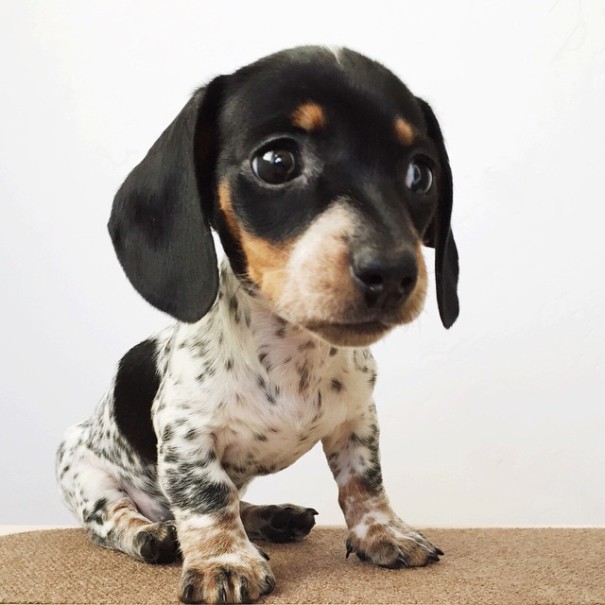 Harlow And Indiana Add A New Puppy To Their Doggie Duo (15 pics)