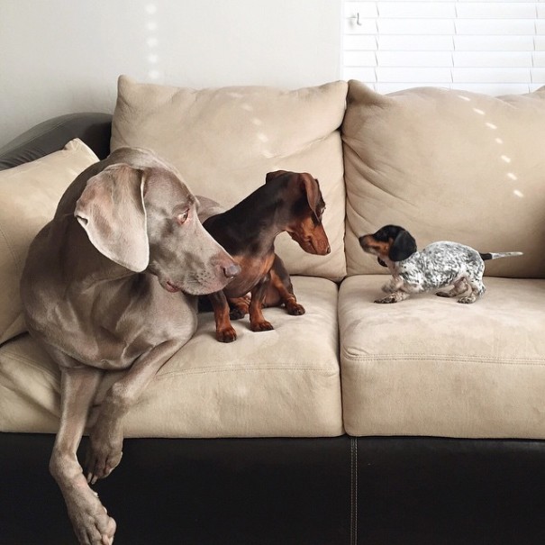 Harlow And Indiana Add A New Puppy To Their Doggie Duo (15 pics)