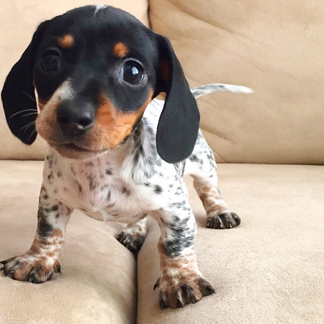Harlow And Indiana Add A New Puppy To Their Doggie Duo (15 pics)