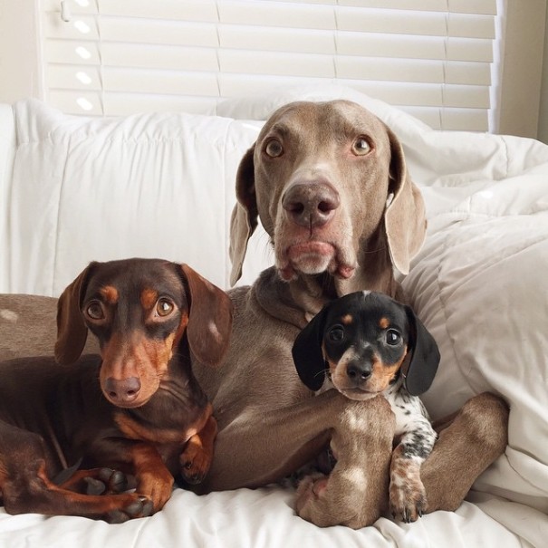 Harlow And Indiana Add A New Puppy To Their Doggie Duo (15 pics)