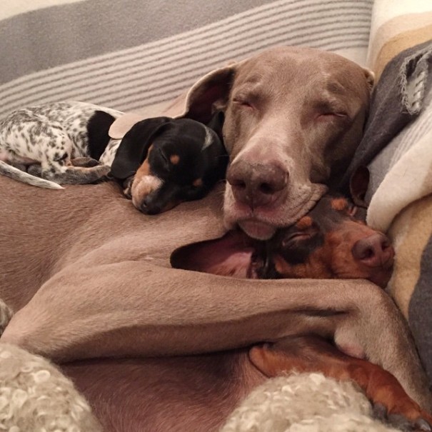 Harlow And Indiana Add A New Puppy To Their Doggie Duo (15 pics)