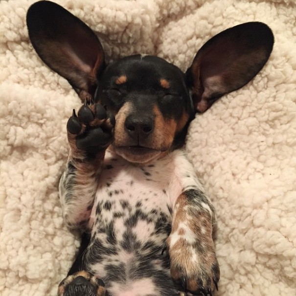 Harlow And Indiana Add A New Puppy To Their Doggie Duo (15 pics)