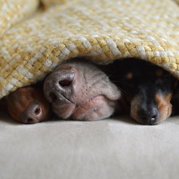 Harlow And Indiana Add A New Puppy To Their Doggie Duo (15 pics)