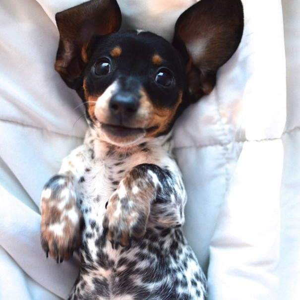 Harlow And Indiana Add A New Puppy To Their Doggie Duo (15 pics)
