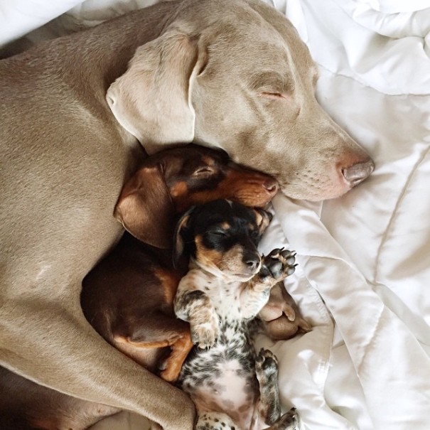 Harlow And Indiana Add A New Puppy To Their Doggie Duo (15 pics)