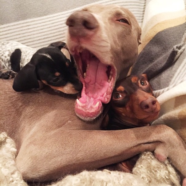 Harlow And Indiana Add A New Puppy To Their Doggie Duo (15 pics)