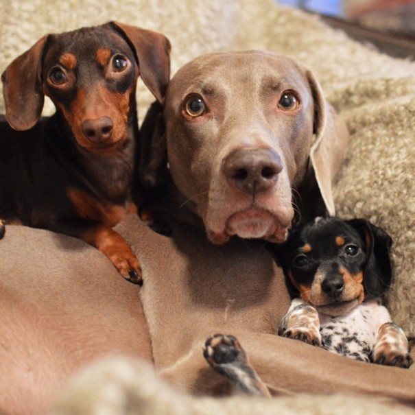 Harlow And Indiana Add A New Puppy To Their Doggie Duo (15 pics)
